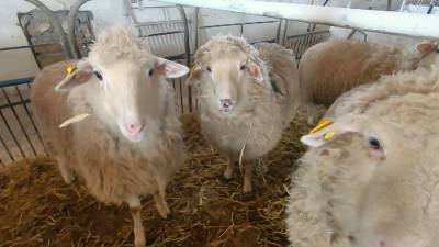 В Крыму собрались улучшить цигайскую породу овец
