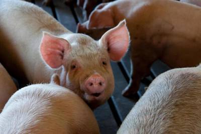В Псковской области подсчитали свиней