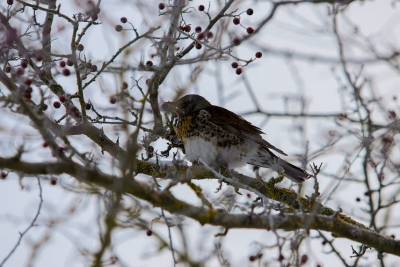 Уничтожение гнезд птиц в Беларуси запрещено с 16 февраля