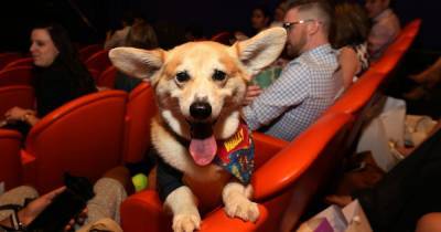 Философия "pets friendly" в сервисе и дружественные к животным офисы: кинологи прогнозируют тренды на 2021 год