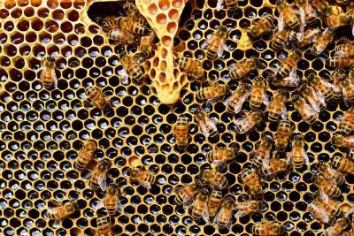 Зачем пчелам нужны в улье дармоеды и бездельники трутни