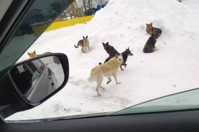 Бродячие собаки терроризируют жителей села в Томской области