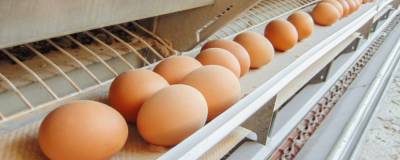 В России могут вырасти цены на яйца и мясо птицы