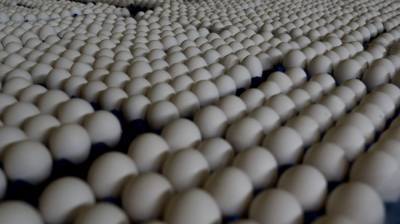 Россиян ожидает очередное повышение цен на яйца и мясо птицы