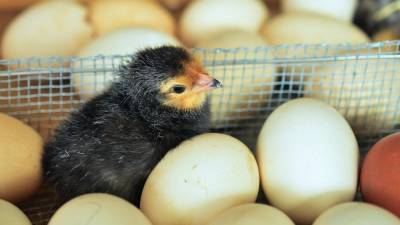 Россиян ожидает подорожание мяса птицы и яиц на 10%