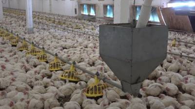 Производители предупредили о подорожании куриного мяса и яиц в России