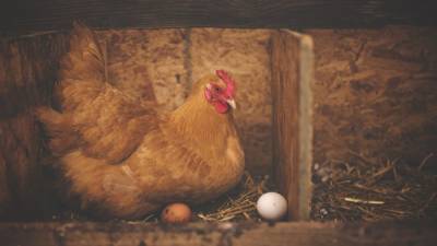 Производители выступили за повышение цен на яйца и мясо птицы в России