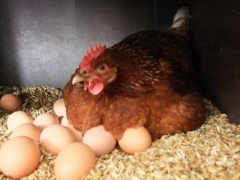 В России ожидается резкое подорожание яиц и куриного мяса