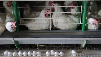 Россиян предупредили о возможном подорожании яиц и мяса птицы