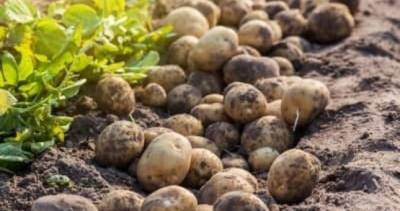 В Таджикистане выросли цены на картофель