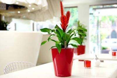 Какие растения улучшают качество воздуха в квартире