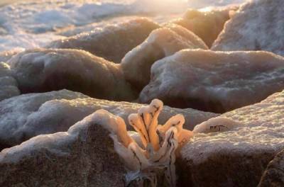 Азовское море покрылось толстым слоем льда: захватывающие фото и видео