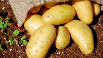 Минсельхоз РФ ожидает коррекцию цен на картофель в июне
