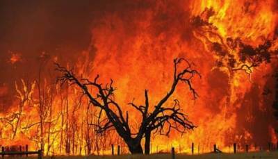 Пожары в Австралии уничтожили более сотни известных видов растений