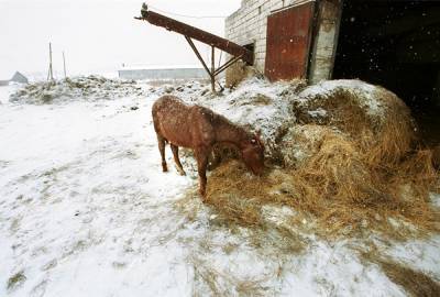 В Тюменской области закрыли мясную ферму, которая не утилизировала отходы