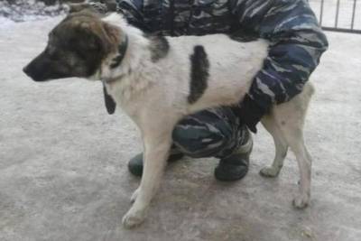 В Иванове с начала 2021 года более ста уличных собак обрели прибежище в приюте