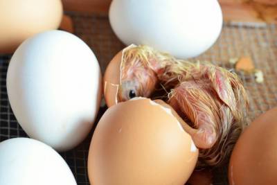 Минсельхоз допустил рост цен на мясо и яйца птицы
