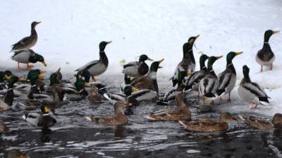 Птицы в Московском регионе могут остаться без еды из-за сильных снегопадов