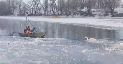Оказался в ледяной ловушке: в Одесской области спасли лебедя (фото)
