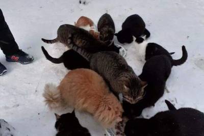 В Тверской области пенсионерка спасает 20 котят от местных жителей
