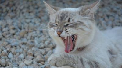Ученые считают, что кошачьи царапины могут привести к шизофрении
