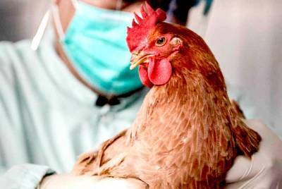 Дела хозяйские. Как защитить домашних животных от птичьего гриппа и африканской чумы свиней