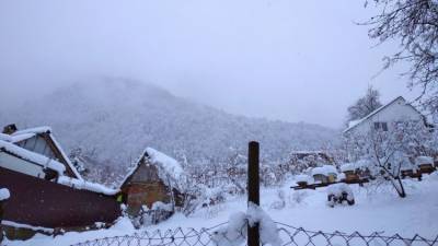 Южный апокалипсис: снегопад в Сочи повалил десятки деревьев - ФОТО