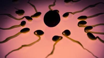 Ученые выяснили, как возраст и токсины влияют на репродуктивную функцию спермы