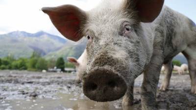 Очаг африканской чумы свиней выявили в трех муниципалитетах Коми