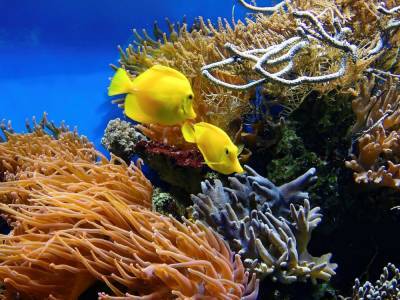 Учёные из Франции рассказали, как твердые кораллы выживают без света на глубине 172 м
