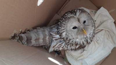 В Самарской области сова врезалась в окно местной администрации