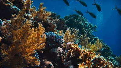 Объяснена способность твердых кораллов выживать без света