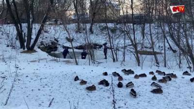 В Ярославле спасли более 350 диких уток