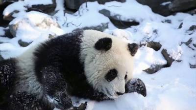 Бой с ёлкой и цирковые номера: Московской зоопарк показал будни панды Диндин