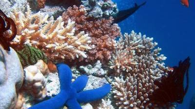 Рекордное погружение на 172 метра объяснило причину выживания кораллов без света