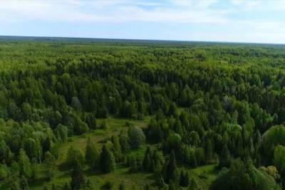 Костромской губернатор создал консультативный совет по «Кологривскому лесу»
