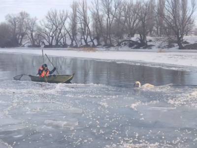 Под Одессой спасли лебедя, вмерзшего в лед на реке