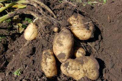 Минсельхоз заявил о снижении цен на картофель после сбора нового урожая