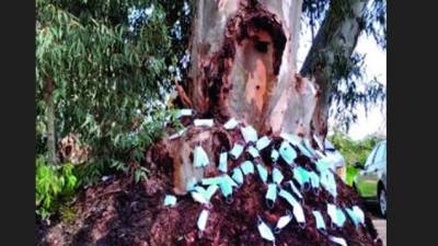В Ришон ле-Ционе появилось дерево, увешанное использованными масками