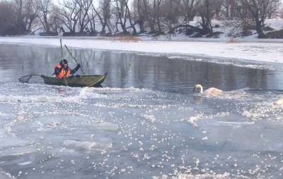 Красавец-лебедь вмерз в лед на реке под Одессой: спасатели бросились на помощь, фото