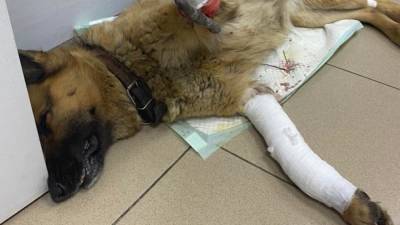 Полиция ищет живодера, расстрелявшего собаку в Приморье