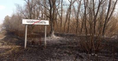 Радиационный лес в Чернобыле может снова загореться весной, - экологи