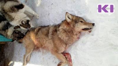 В Госсовете Коми пояснили, зачем просить деньги у федералов на отстрел волков