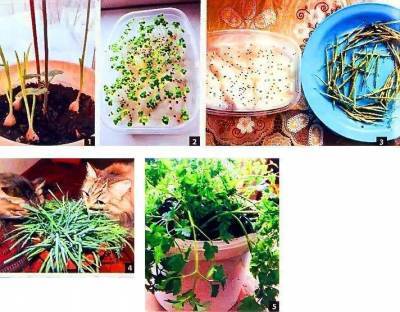 Выращивание микрозелени на подоконнике – какие овощи подойдут?