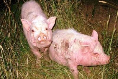 Чесотка (короста, парша, саркоптоз) у свиней: лечение, симптомы, фото