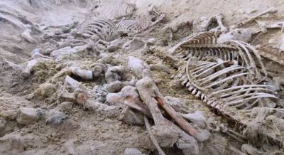 В Каракалпакстане обнаружили сразу несколько кладбищ ослов. Мясо животных, скорее всего, отправлялось на продажу