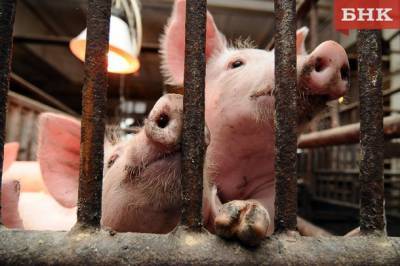 Отчуждение свиней: у жителей Коми заберут животных и мясо