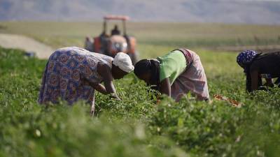 Ангола: как удалось поднять ферму с нуля в пандемию?