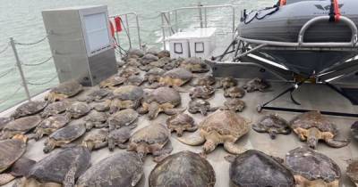 В Техасе от холода волонтеры спасают тысячи черепах (3 фото)