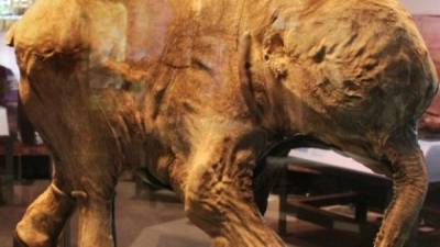 Ученым удалось получить древнейшую ДНК мамонта возрастом более миллиона лет